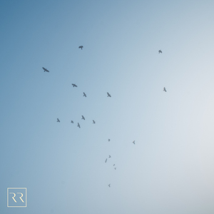 性别隐凸轮和隐凸轮的区别
