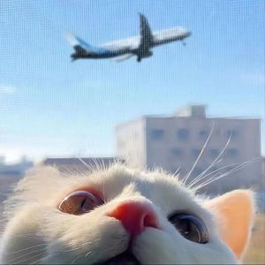 91在线视频免费看
