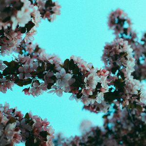 久久一级黄色片
