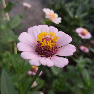 成人做爰黄AA片啪啪声视频
