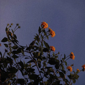 日韩捆绑调教潮喷
