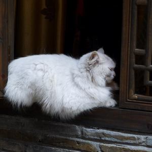 求苮儿最新网址
